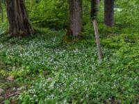Bärlauch Blütenfeld am Waldrand